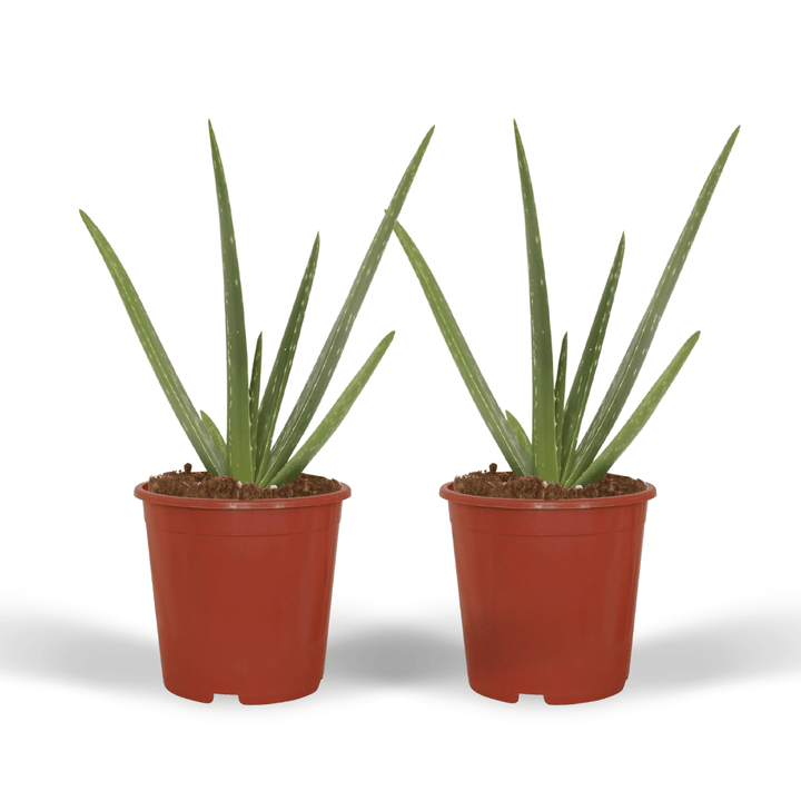 2x Aloe Vera Succulent Plants 40cm - Indoor Houseplants ø12cm