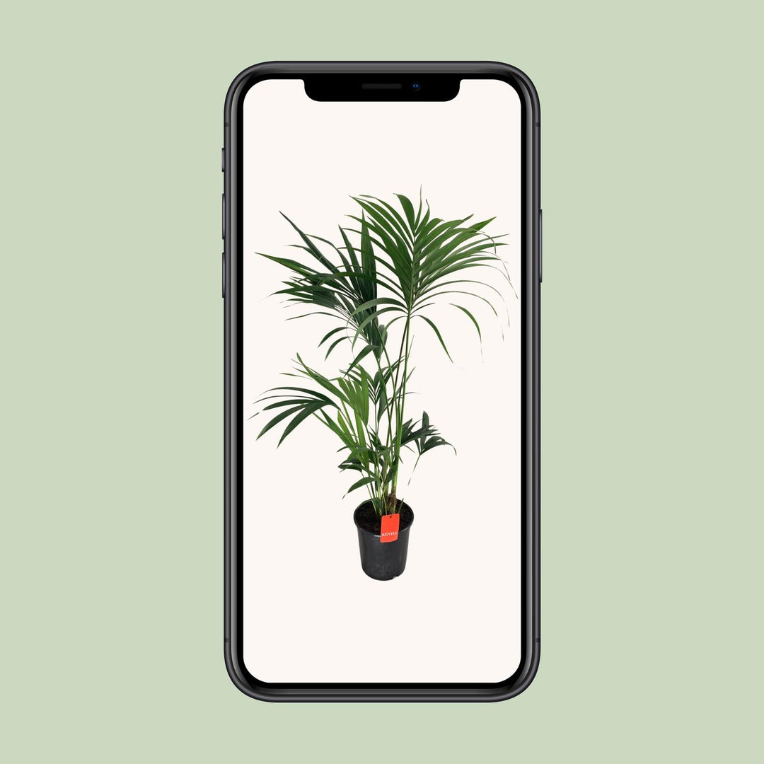 Kentia Palm Howea Forsteriana 130cm - Low Light Indoor Plant