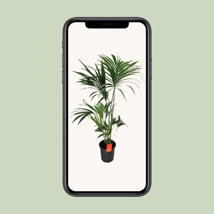 Kentia Palm Howea Forsteriana 130cm - Low Light Indoor Plant