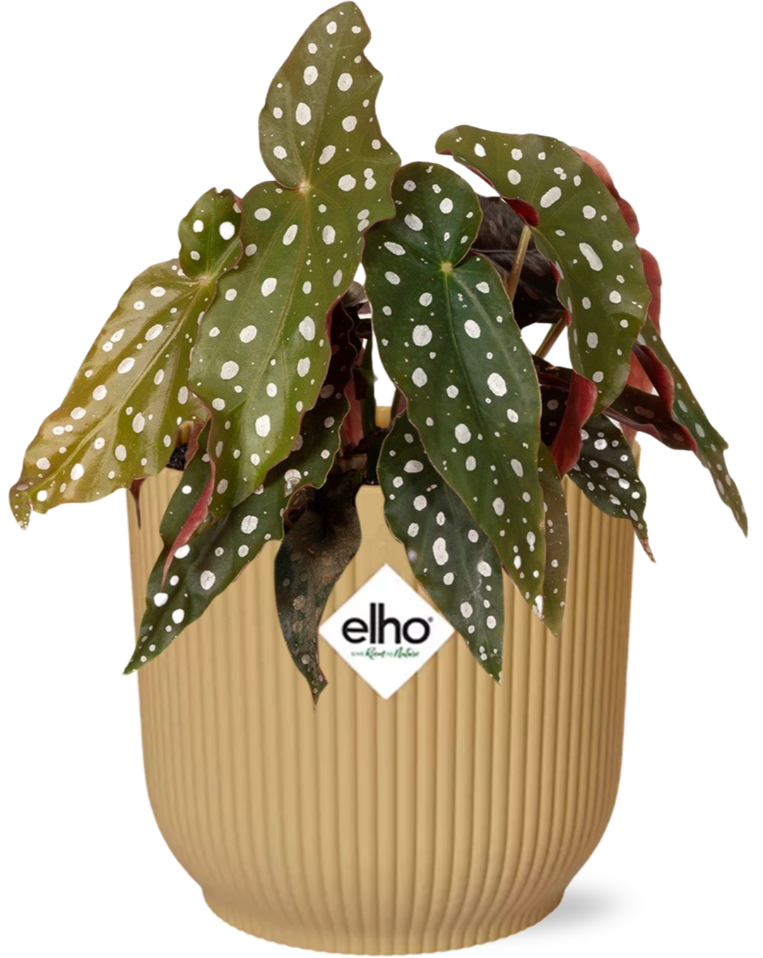 Begonia Maculata Polka Dot Plant in Yellow ELHO Vibes Pot 14cm