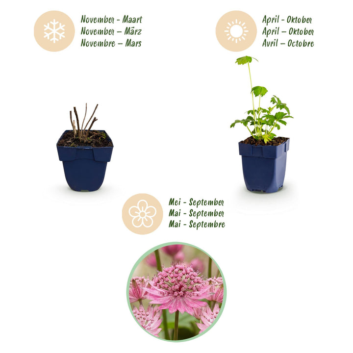 24x Astrantia major masterwort plants in 11cm pots - view 4