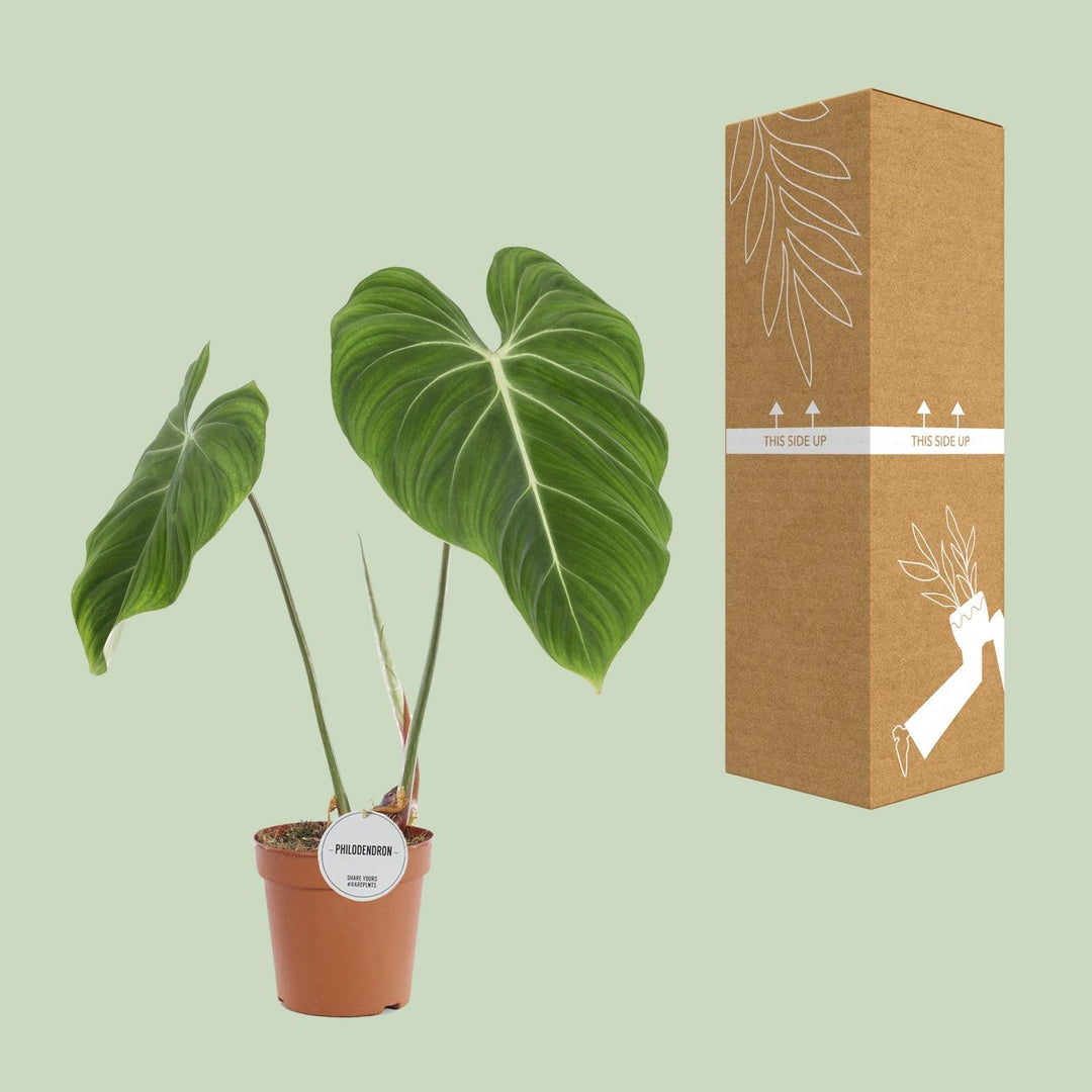 Philodendron Plant 60cm - Easy Care Indoor Houseplant Air Purifier
