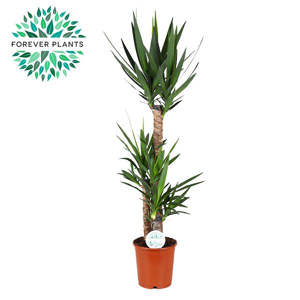 Yucca Plant: Tall 125cm, Ø24cm Pot – Modern Elegance & Drought-Tolerant!