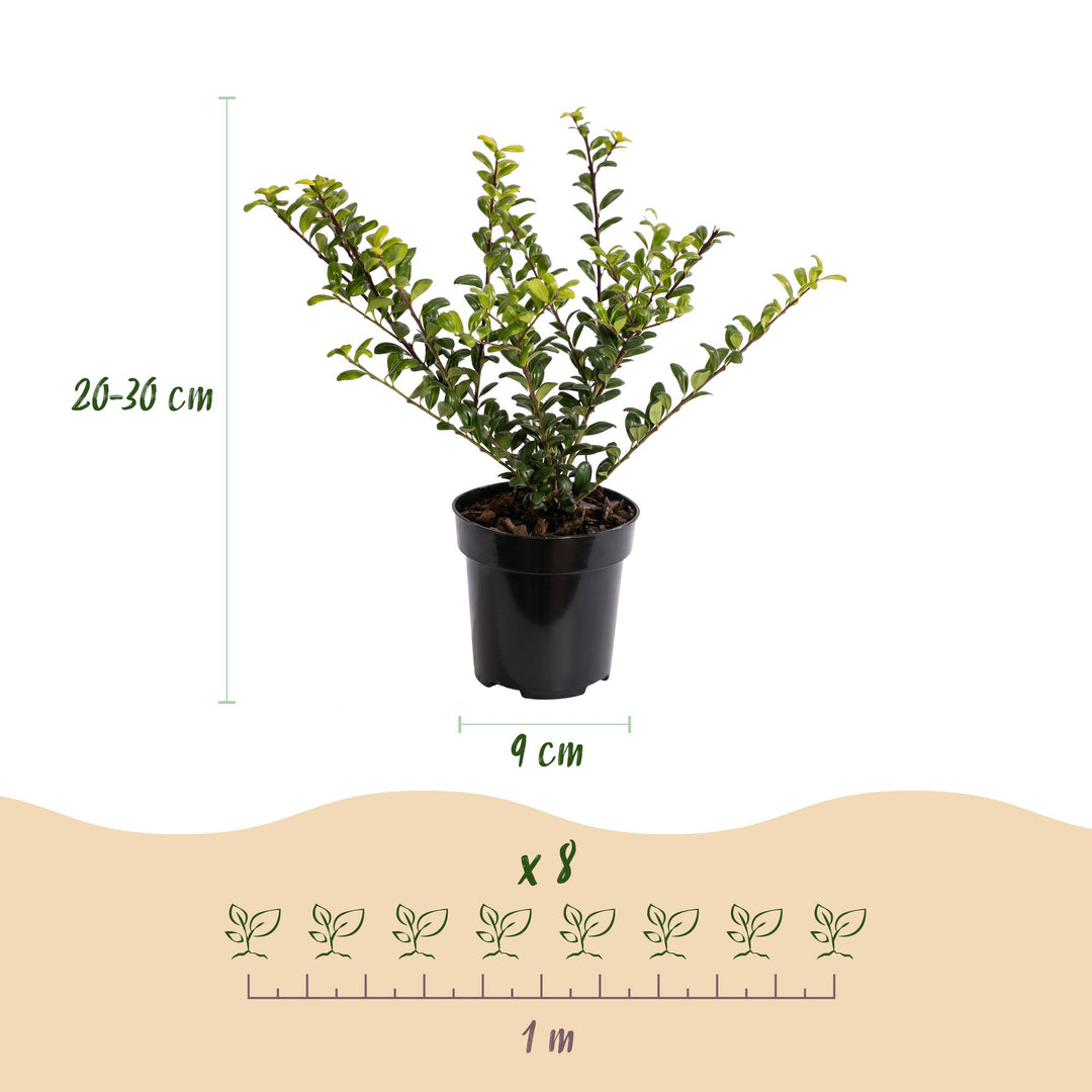 24 Ilex crenata Convexa Japanese holly plants in 9cm pots - view 4