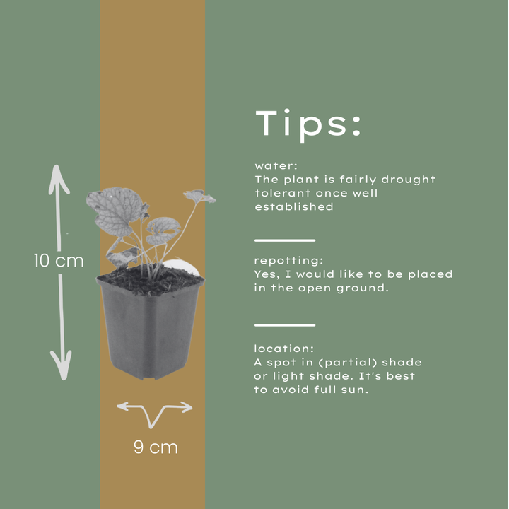 6x Brunnera macr. 'Jack Frost' - ↕10-25cm - Ø9cm full-plant overview, healthy foliage and strong roots