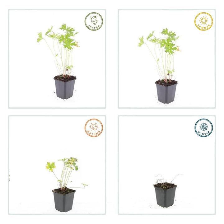 6x Geranium 'Johnson's Blue' - ↕10-25cm - Ø9cm