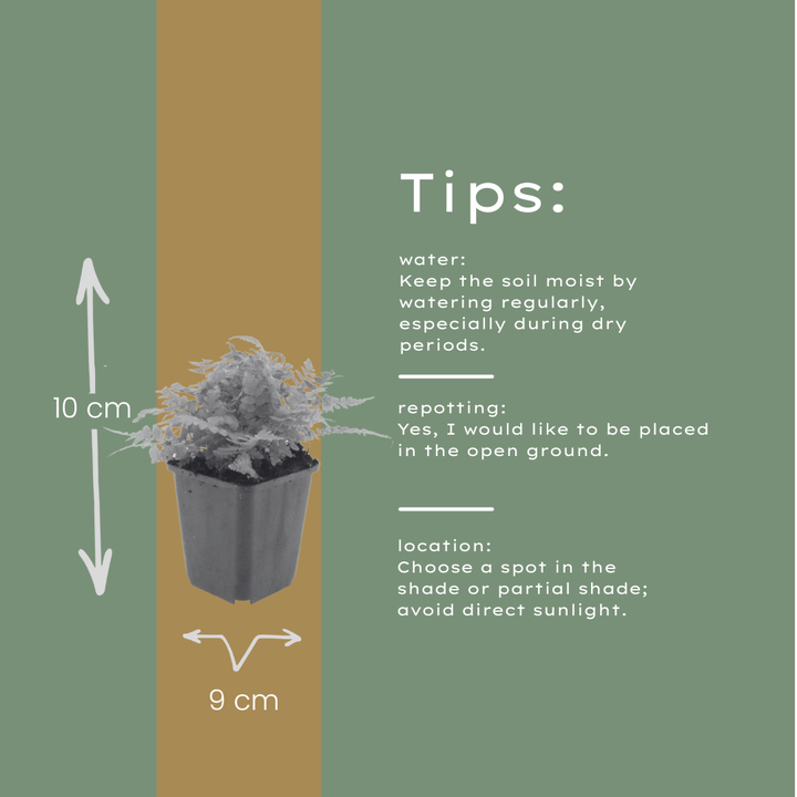 60x Dryopteris filix-mas - ↕10-25cm - Ø9cm