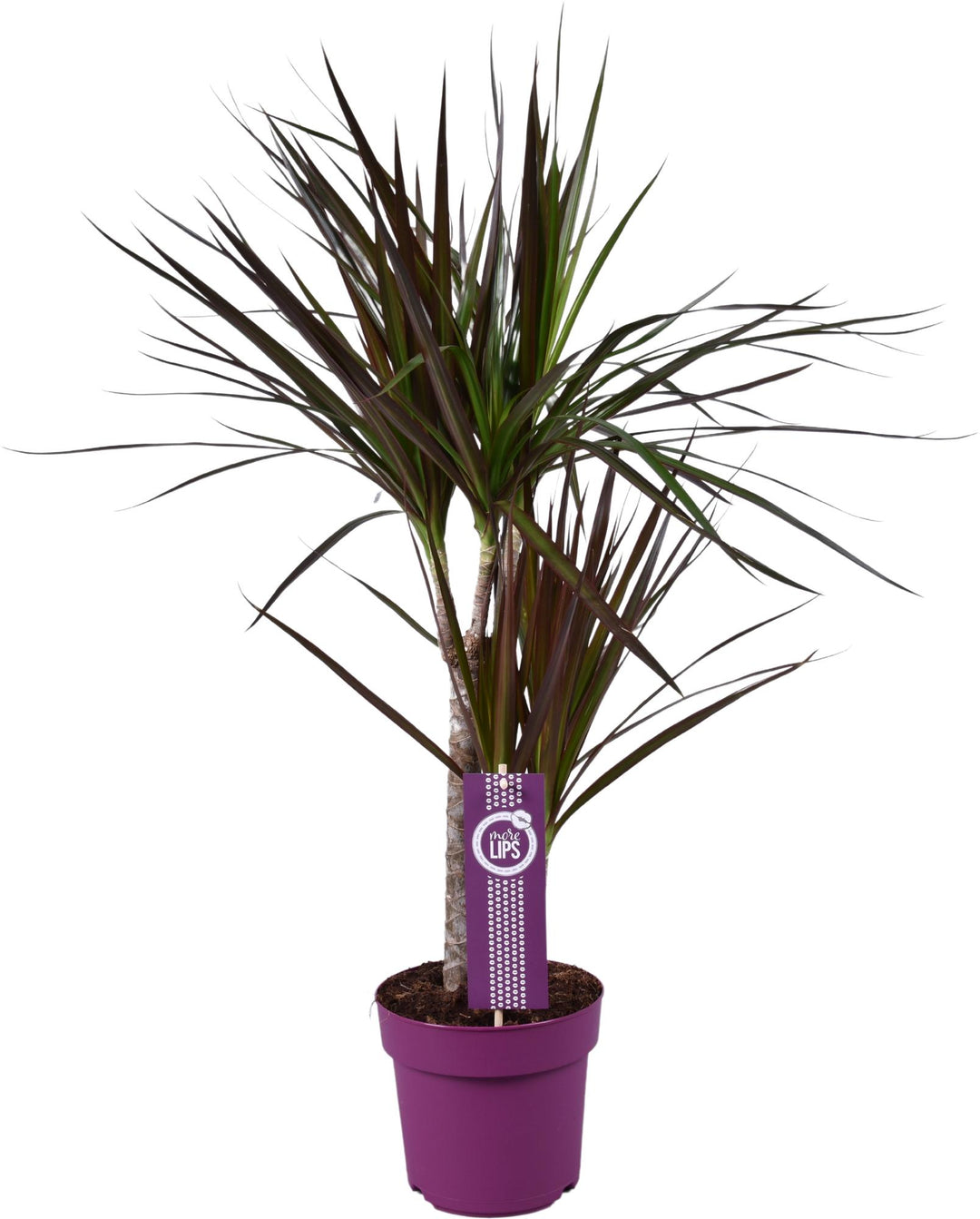 Dracaena with dark green and burgundy narrow arching leaves in purple pot, 70cm tall, purple plant label visible