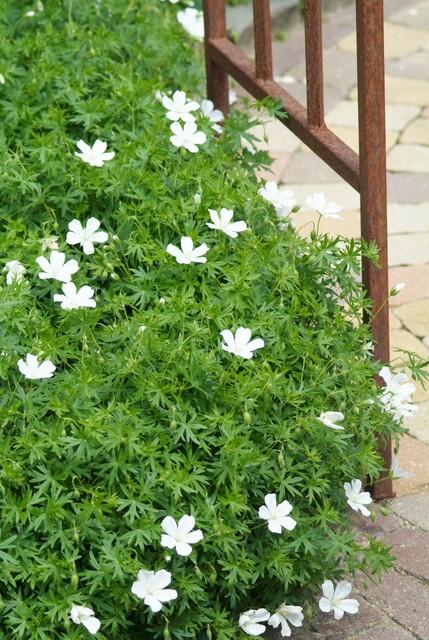 40x White Cranesbill Geranium 'Album' - Hardy Perennial - 9cm Pot