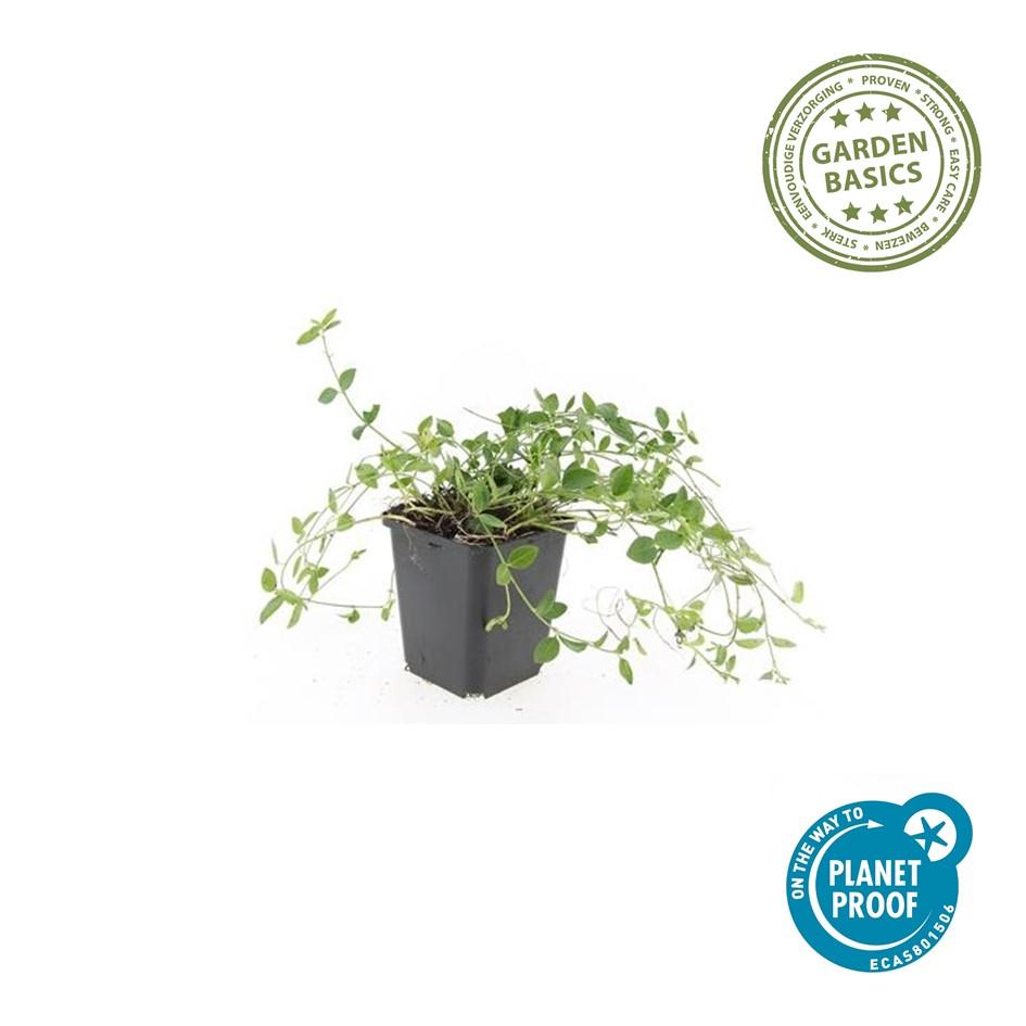 60x Vinca minor 'Gertrude Jekyll' White Flowering Ground Cover - 9cm