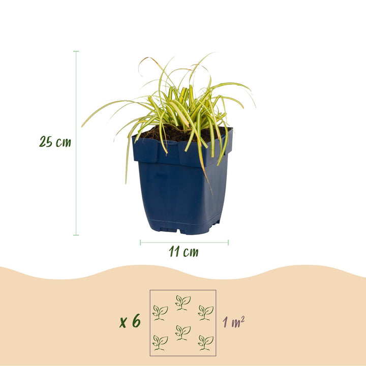 24x Carex oshimensis Evergreen Japanese sedge in 11cm pots - view 3
