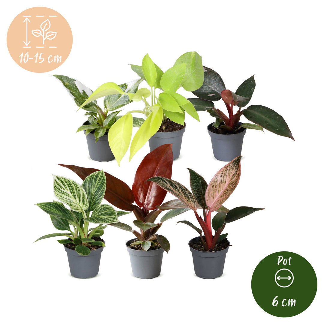 Baby Philodendron Family, pack of 6 tropical plants in 6cm pots, image 5