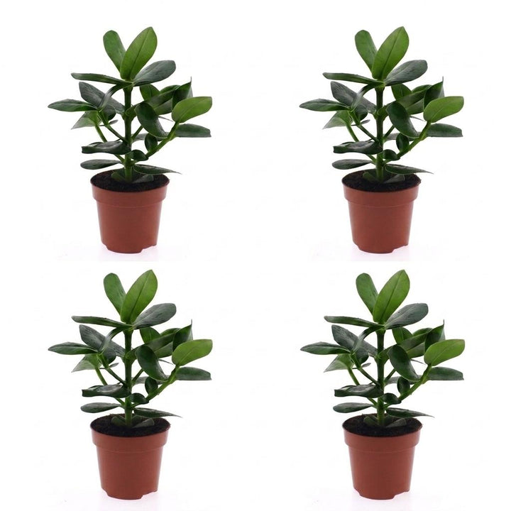 Clusia Princess - Clusia Princess - 4 Plants - Pot 12cm - Height - 40cm