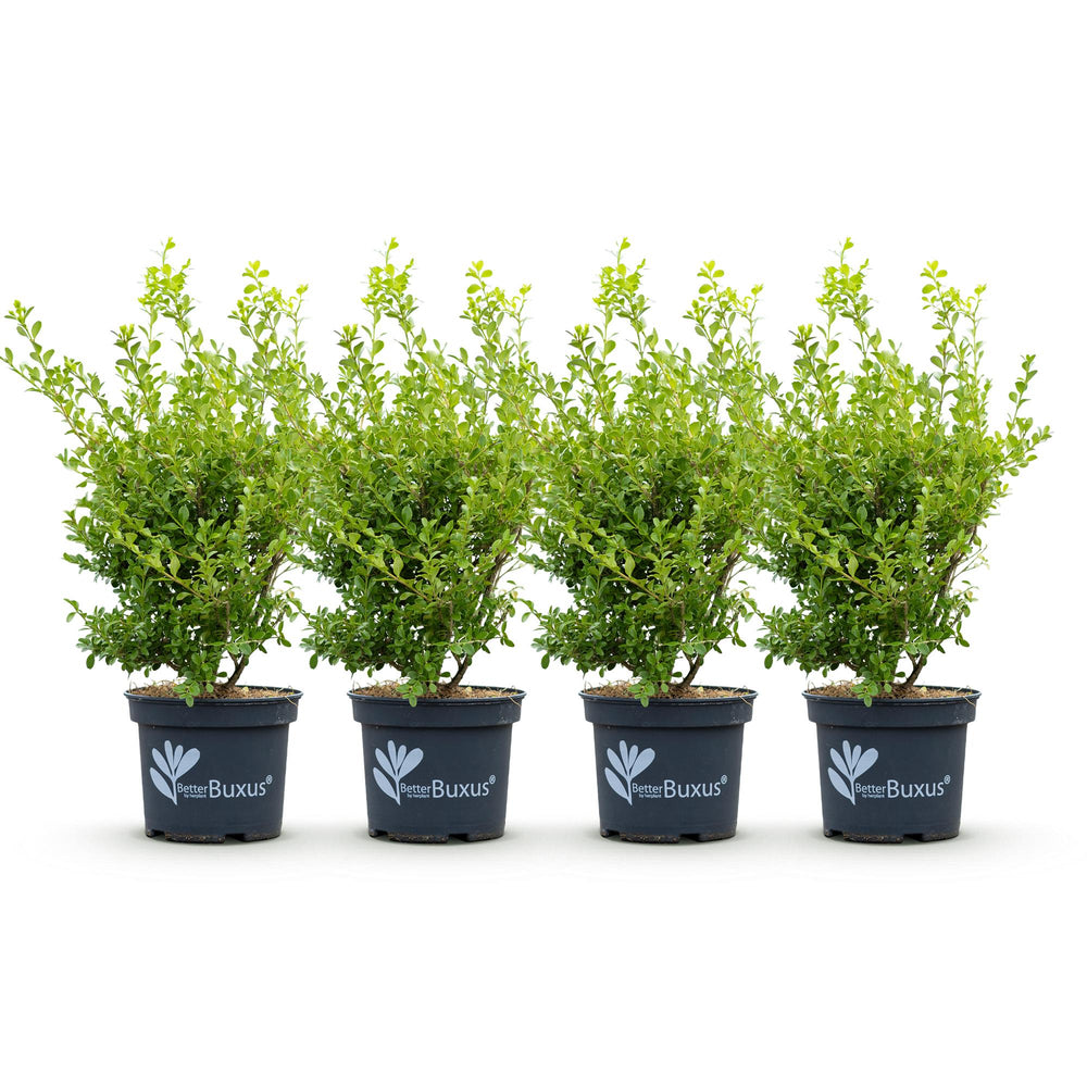 4 BetterBuxus Babylon Beauty box hedging plants in 19cm pots - view 2