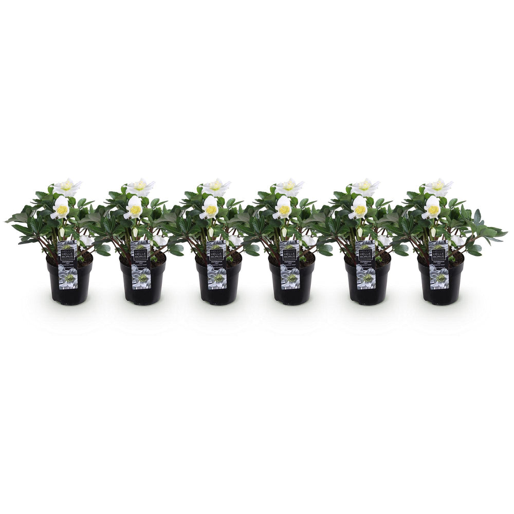 6x Helleborus niger 'Christmas Carol' Christmas Rose in 10.5cm pots - view 2
