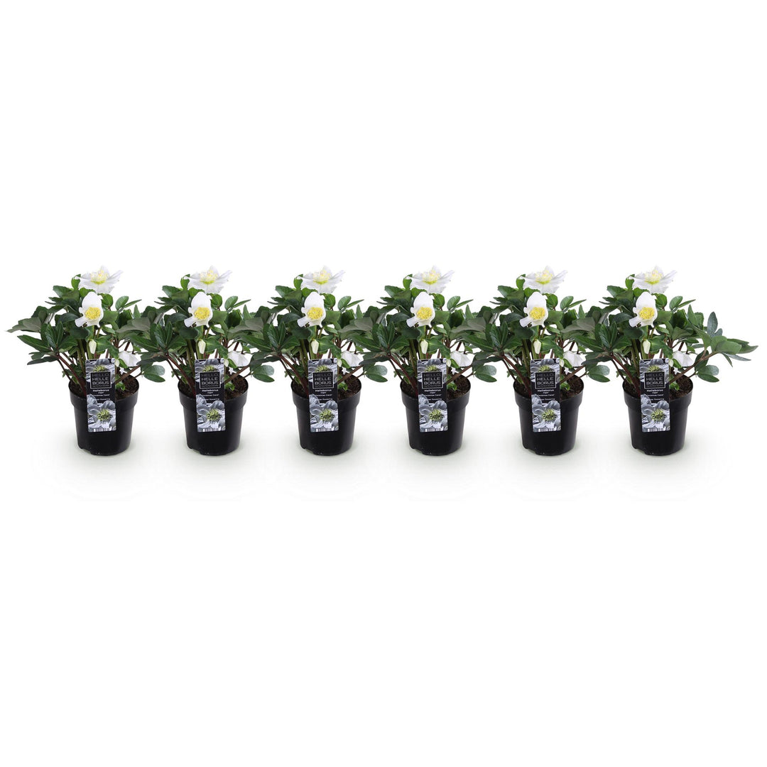 6x Helleborus niger 'Christmas Carol' Christmas Rose in 10.5cm pots - view 2