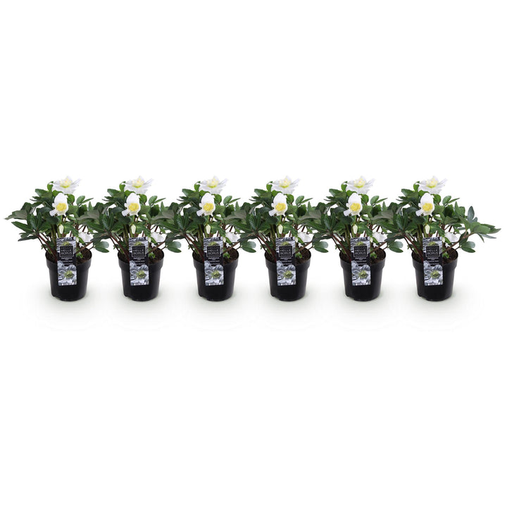 6x Helleborus niger 'Christmas Carol' Christmas Rose in 10.5cm pots - view 2