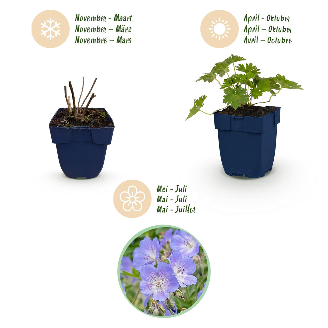12 Geranium 'Rozanne' cranesbill plants in 11cm pots, 15-25cm tall - view 4
