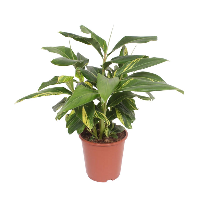 Variegated shell ginger Alpinia zerumbet with green and yellow striped leaves in a terracotta nursery pot