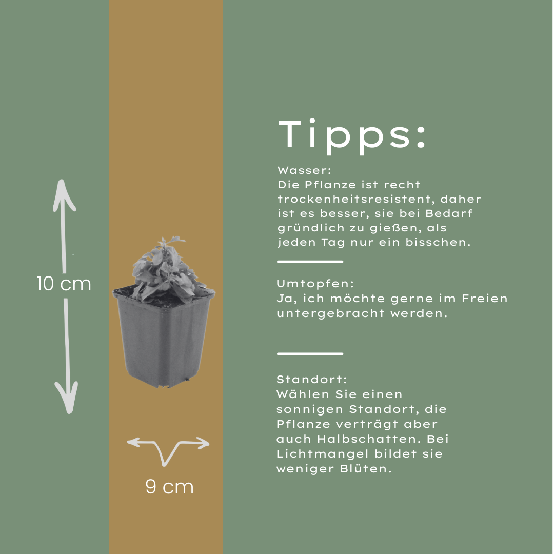 60x Erigeron karvinskianus - ↕10-25cm - Ø9cm
