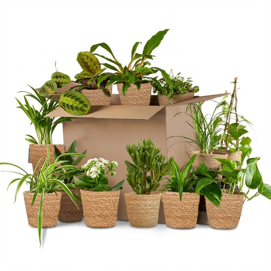 Green Second Chance Box of 12 houseplants in seagrass baskets