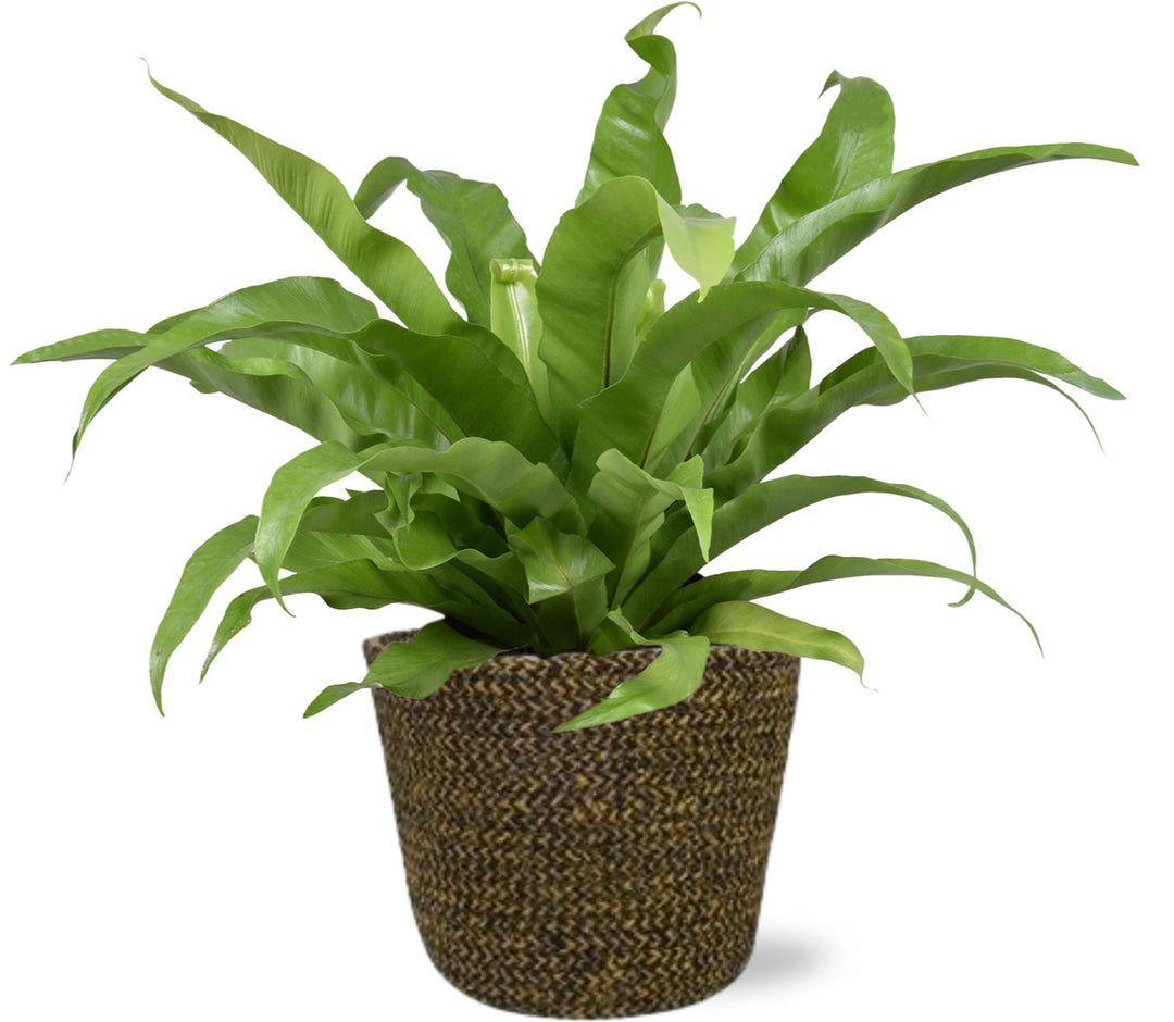 Bird's Nest Fern Asplenium Antiquum 45cm + Black Selin Pot 18cm