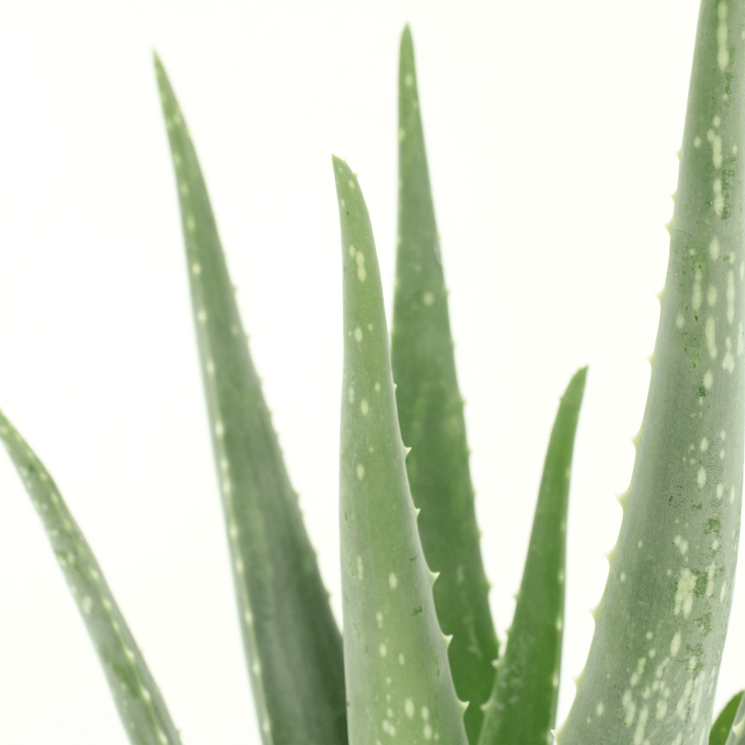 2x Aloe Vera Succulent Plants 40cm - Indoor Houseplants ø12cm