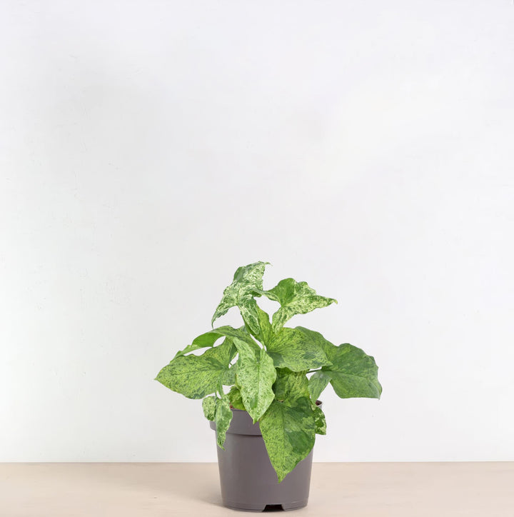 Variegated Syngonium Mottled Arrowhead Plant in a 25cm pot, featuring green and cream leaves, by Everspring.