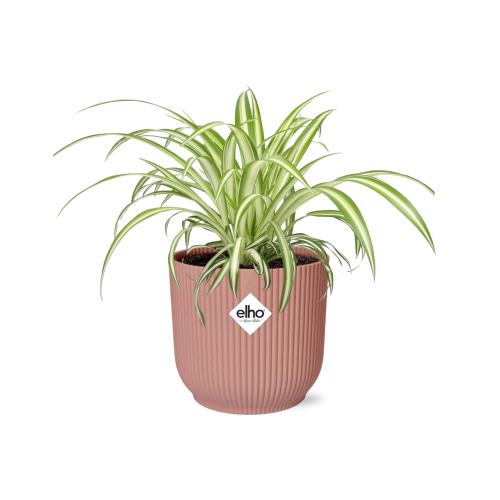 Variegated spider plant with arching cream-edged leaves in a pink ribbed ELHO Vibes pot