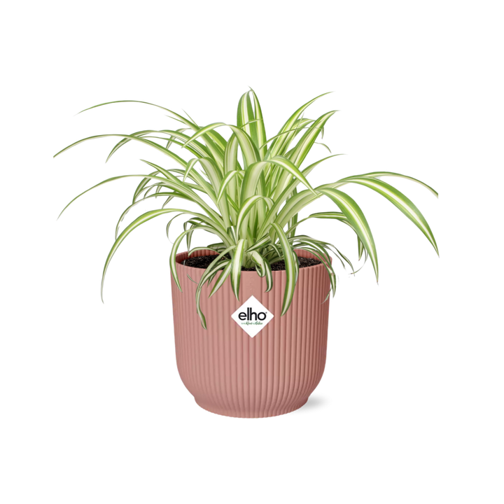 Variegated spider plant with arching cream-edged leaves in a pink ribbed ELHO Vibes pot