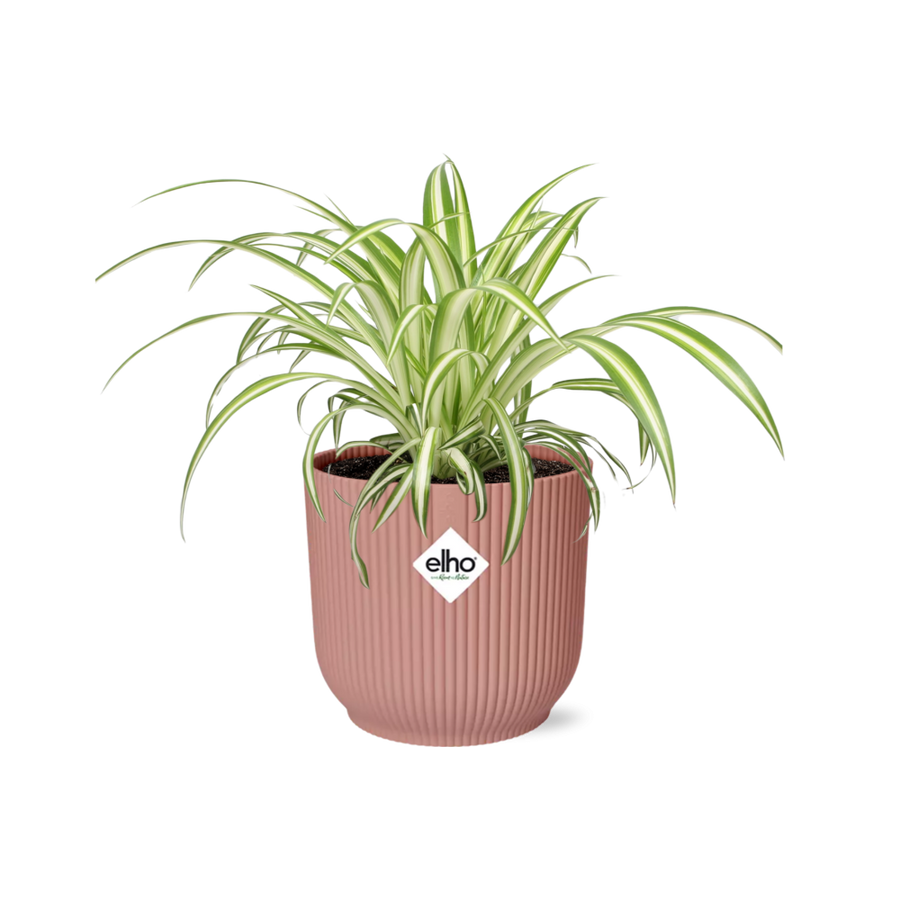 Variegated spider plant with arching cream-edged leaves in a pink ribbed ELHO Vibes pot