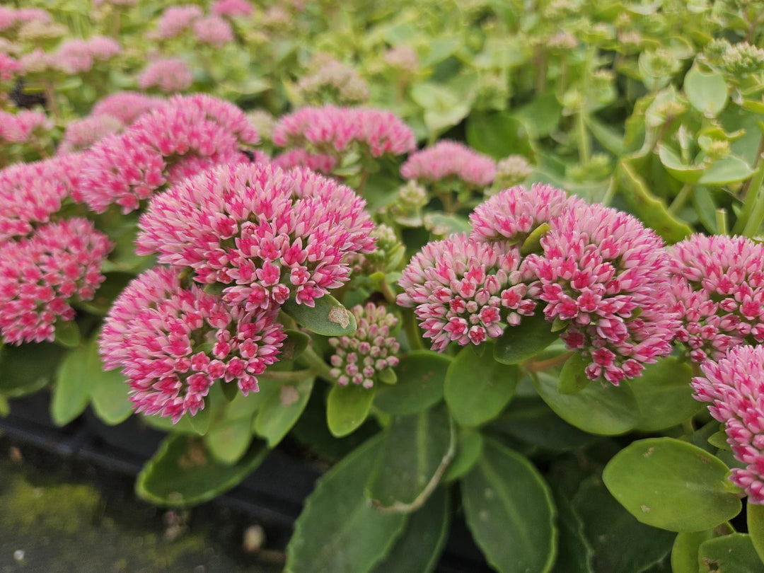 40x Sedum 'Herbstfreude' Stonecrop - Hardy Perennial - 10-25cm