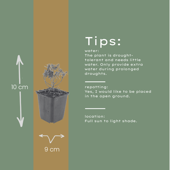 60x Iberis semp. 'Schneeflocke' - ↕10-25cm - Ø9cm