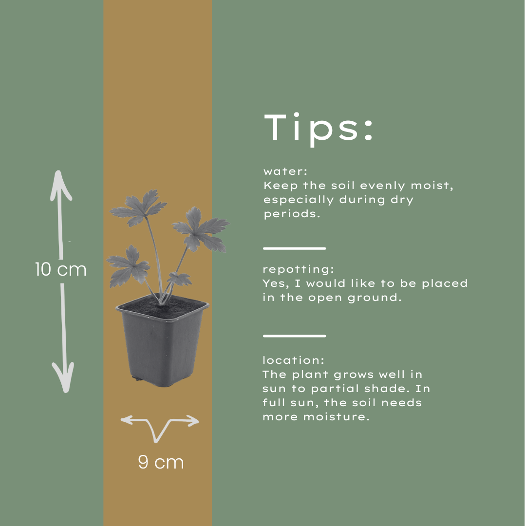 6x Astrantia major - ↕10-25cm - Ø9cm