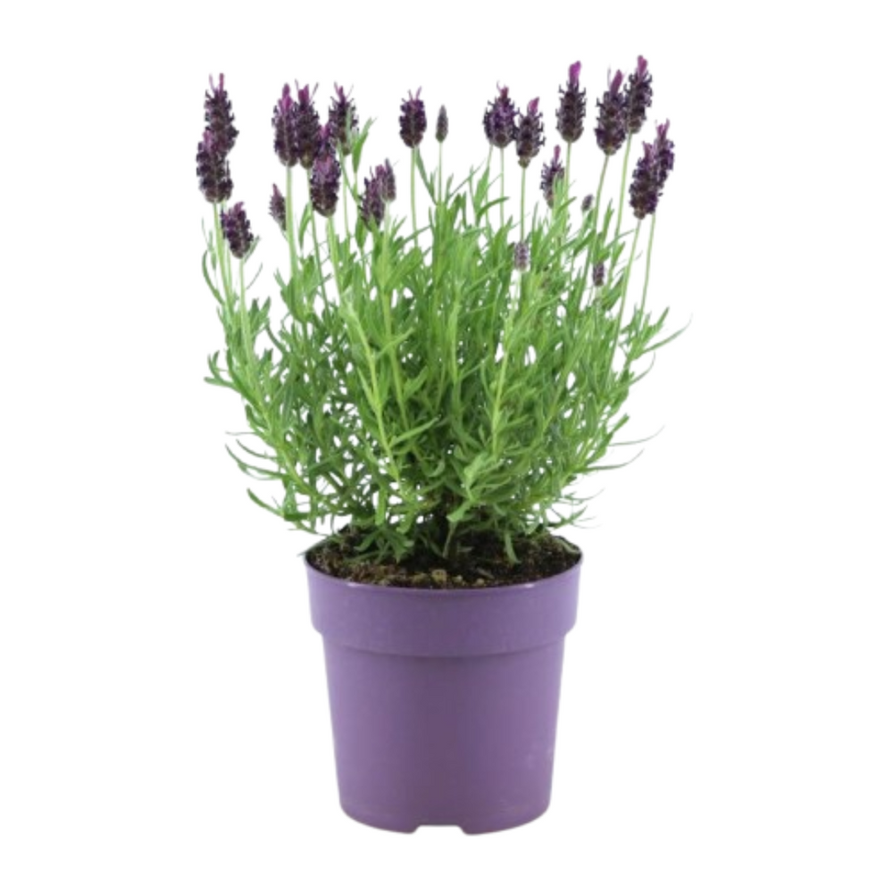 Purple Lavandula stoechas Anouk® plant in a 12 cm pot, featuring vibrant green foliage and purple flowers.