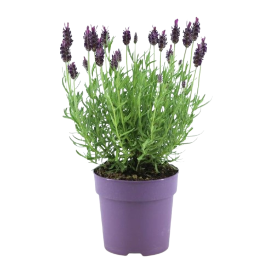 Purple Lavandula stoechas Anouk® plant in a 12 cm pot, featuring vibrant green foliage and purple flowers.