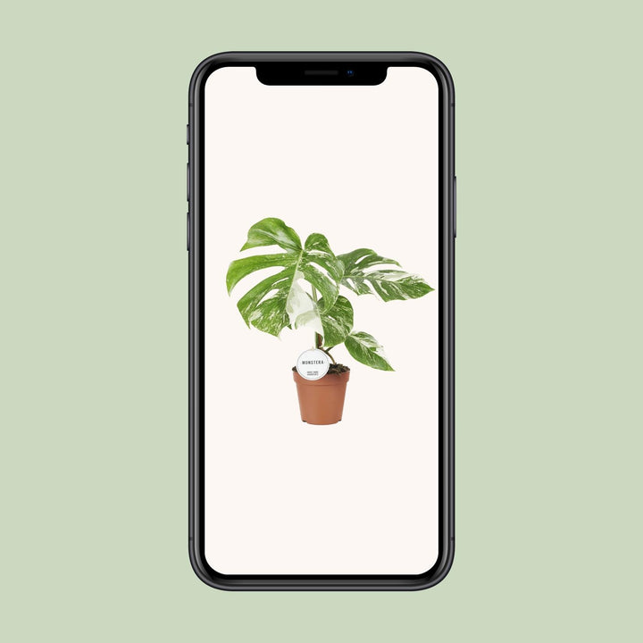 Monstera Deliciosa Swiss Cheese Plant - 45cm Indoor Houseplant