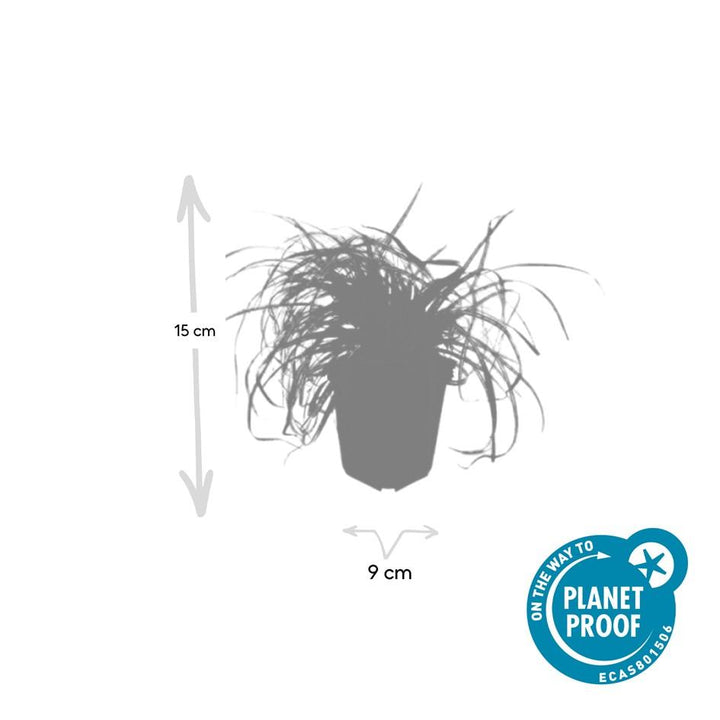 Carex Evergold Japanese Sedge - Winter Hardy Ornamental Grass
