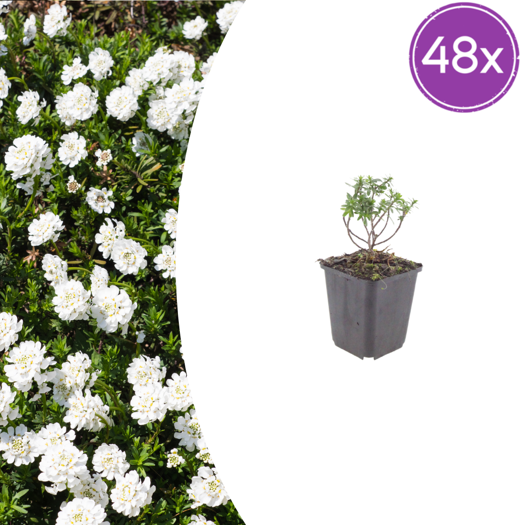 48x Iberis semp. 'Schneeflocke' - ↕10-25cm - Ø9cm