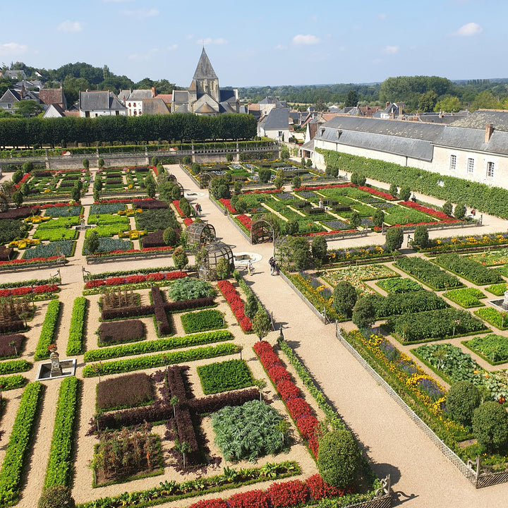 12 BetterBuxus Babylon Beauty box hedging plants in 13cm pots - view 6