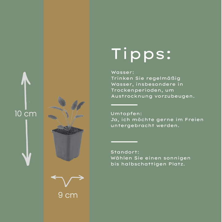 24x Sanguisorba o. 'Tanna' - ↕10-25cm - Ø9cm