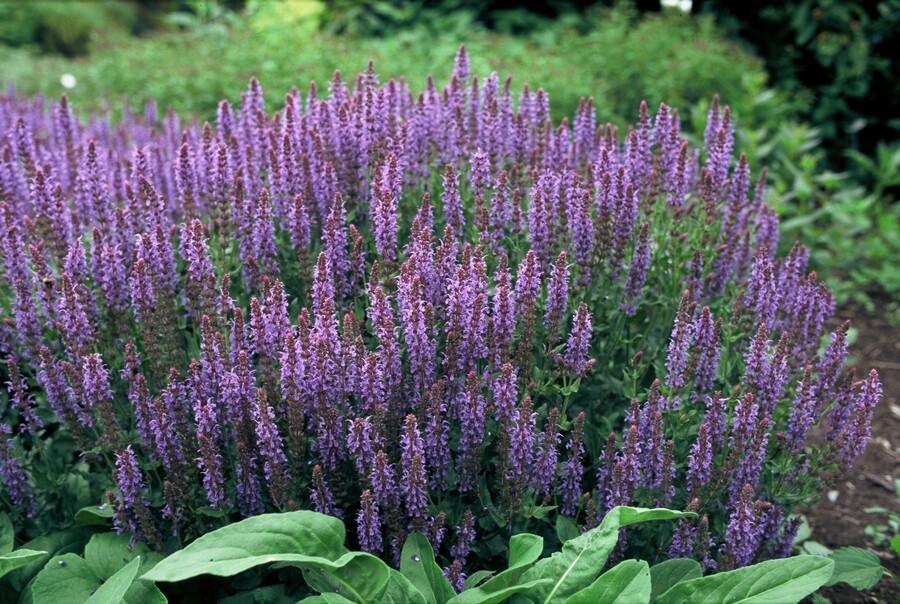 Purple Salvia Nemorosa Caradonna perennial plant in a 9cm pot by Everspring, ideal for borders and attracting pollinators.