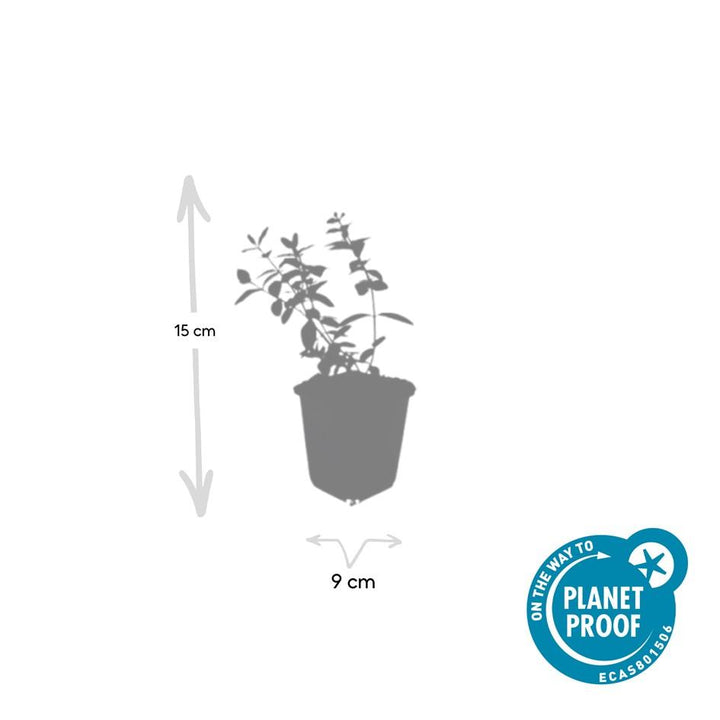 40x Hypericum Peter Dummer - Semi-Evergreen Ground Cover - 10-25cm