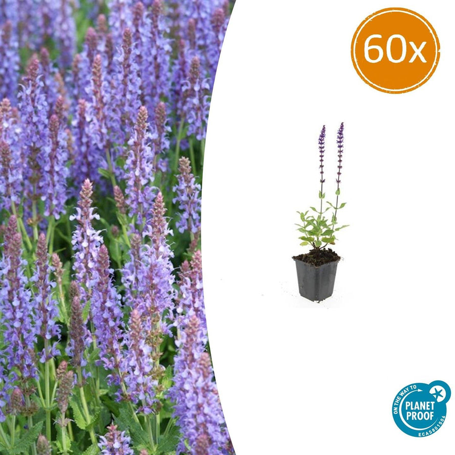 Purple Salvia Nemorosa Caradonna perennial plant in a 9cm pot, ideal for borders and attracting bees and butterflies.