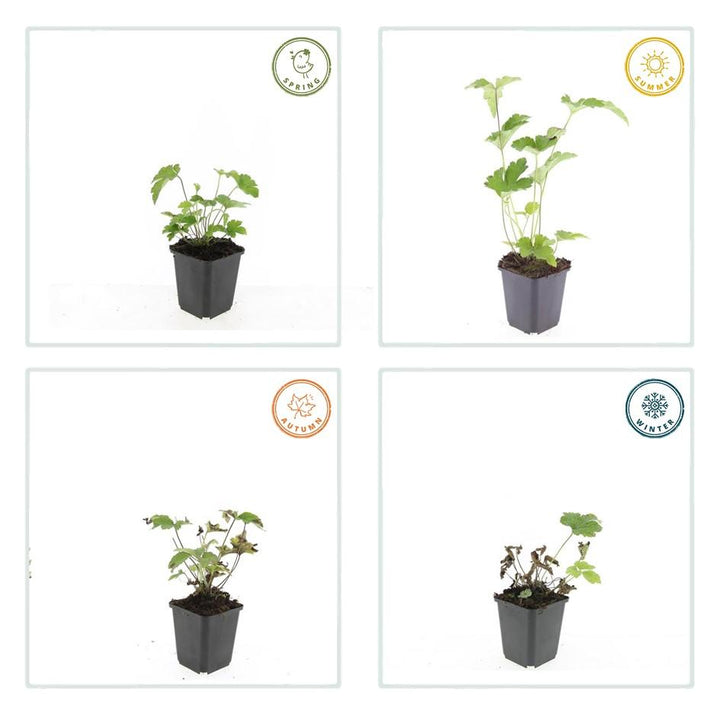 24x Anemoon 'Robustissima' Paars-Blauw Vastplant - 10-25cm Ø9cm