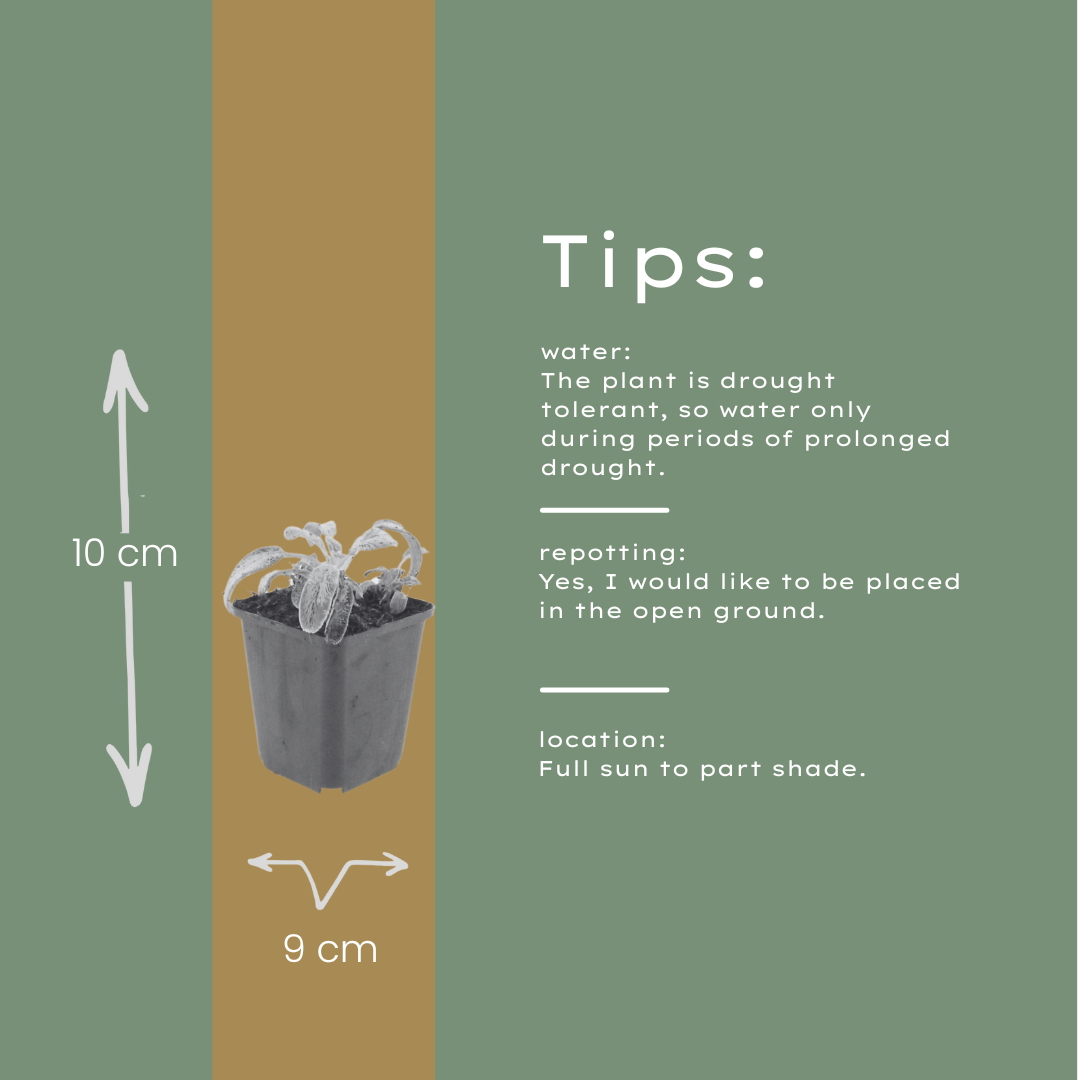 60x Stachys byzantina 'Silver Carpet' - ↕10-25cm - Ø9cm