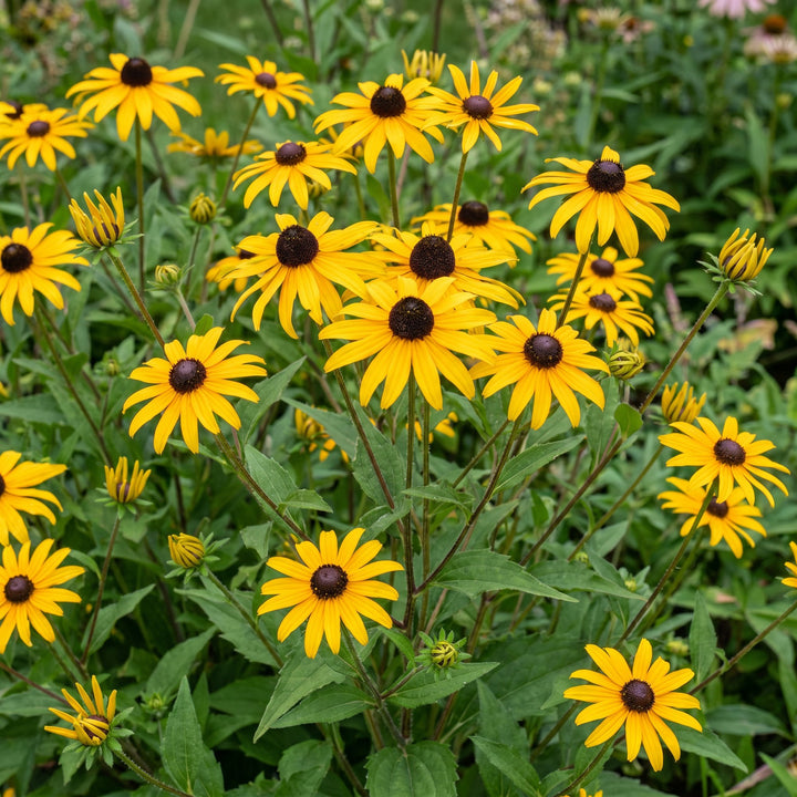 Pack of 24 Rudbeckia fulgida 'Goldsturm' black-eyed Susan plants in 11cm pots - view 5