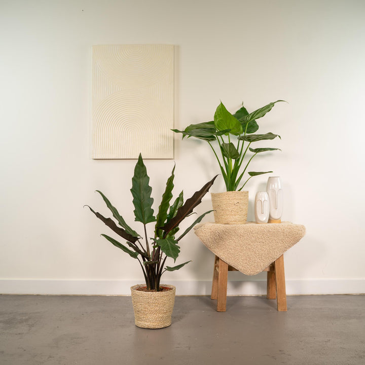 Alocasia Cucullata & Lauterbachiana Set - Air Purifying Plants