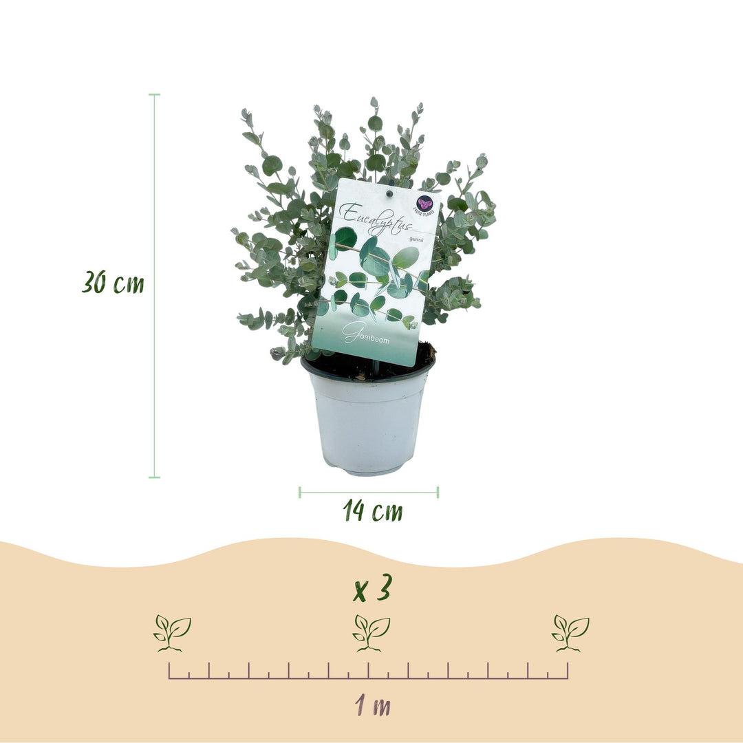 Pack of 6 Eucalyptus gunnii plants in 14cm pots, 30cm tall - view 3