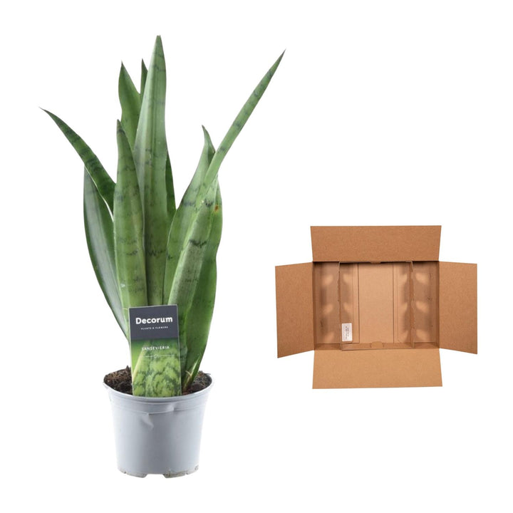 Green Sansevieria Snake Plant in a decorative pot, ideal for low maintenance and air purification by Everspring